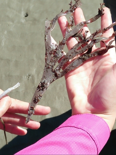iNaturalist observation photo of red algae