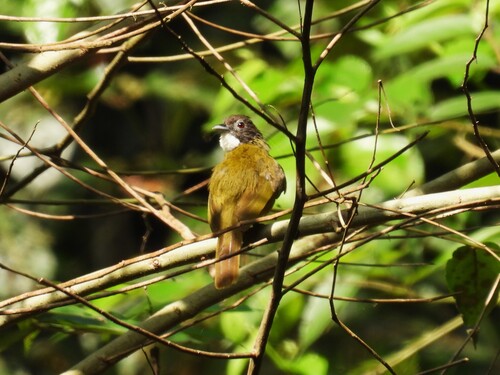 iNaturalist image