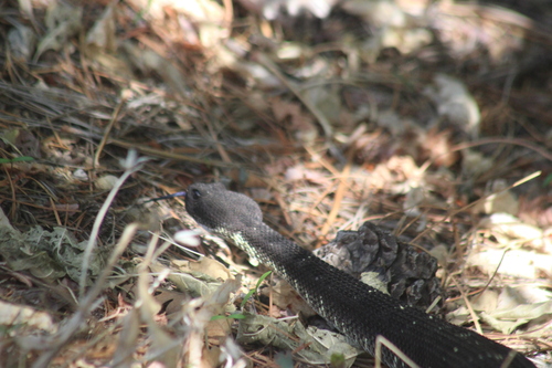 Arizona Black Rattlesnake