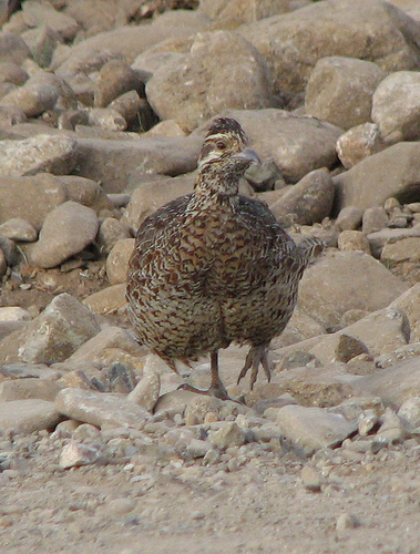 Moorland Francolin (Scleroptila psilolaema)