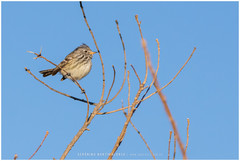 Anairetes flavirostris