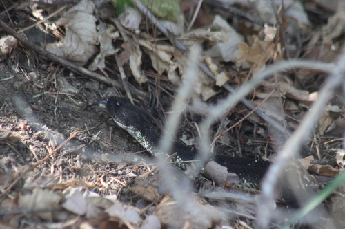 Arizona Black Rattlesnake