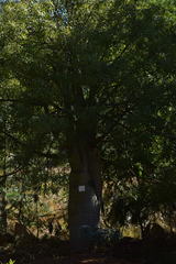 Brachychiton rupestris