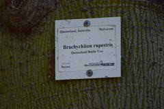 Brachychiton rupestris