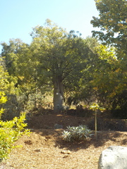 Brachychiton rupestris