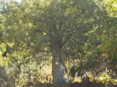 Brachychiton rupestris