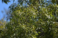 Brachychiton rupestris