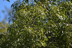 Brachychiton rupestris