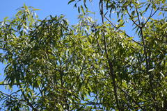 Brachychiton rupestris