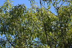 Brachychiton rupestris