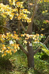 Cercis canadensis