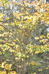 Cercis canadensis