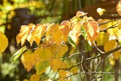 Cercis canadensis