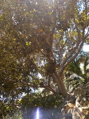 Ficus