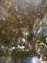 Ficus