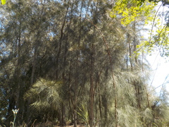 Casuarina
