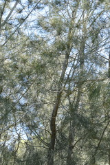 Casuarina