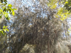 Casuarina