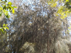 Casuarina