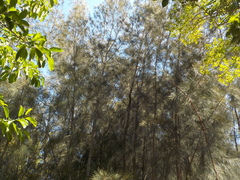 Casuarina