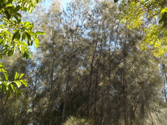 Casuarina