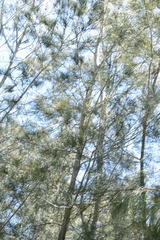 Casuarina