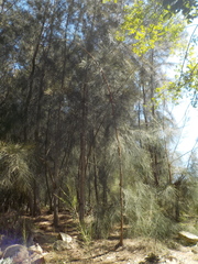 Casuarina