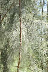 Casuarina