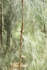 Casuarina