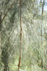 Casuarina