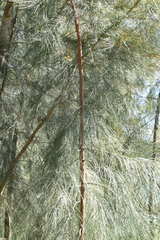 Casuarina