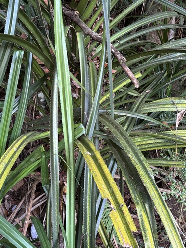 Pup pandan (Pandanus gemmifer)