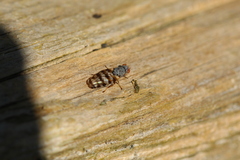 Pseudotephritina