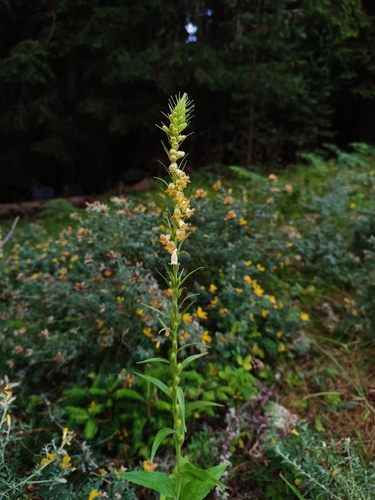 Digitalis viridiflora, photograph 6
