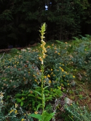 Digitalis viridiflora, photograph (c) Vasileia Sef, some rights reserved (CC BY)