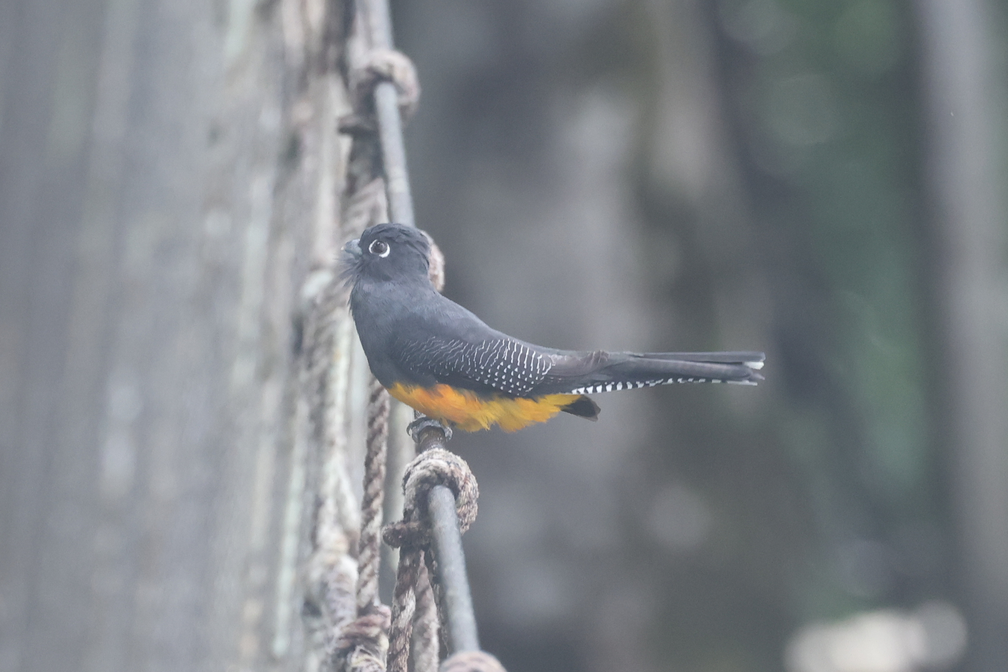 Amazonian Trogon (Trogon ramonianus), photo 2