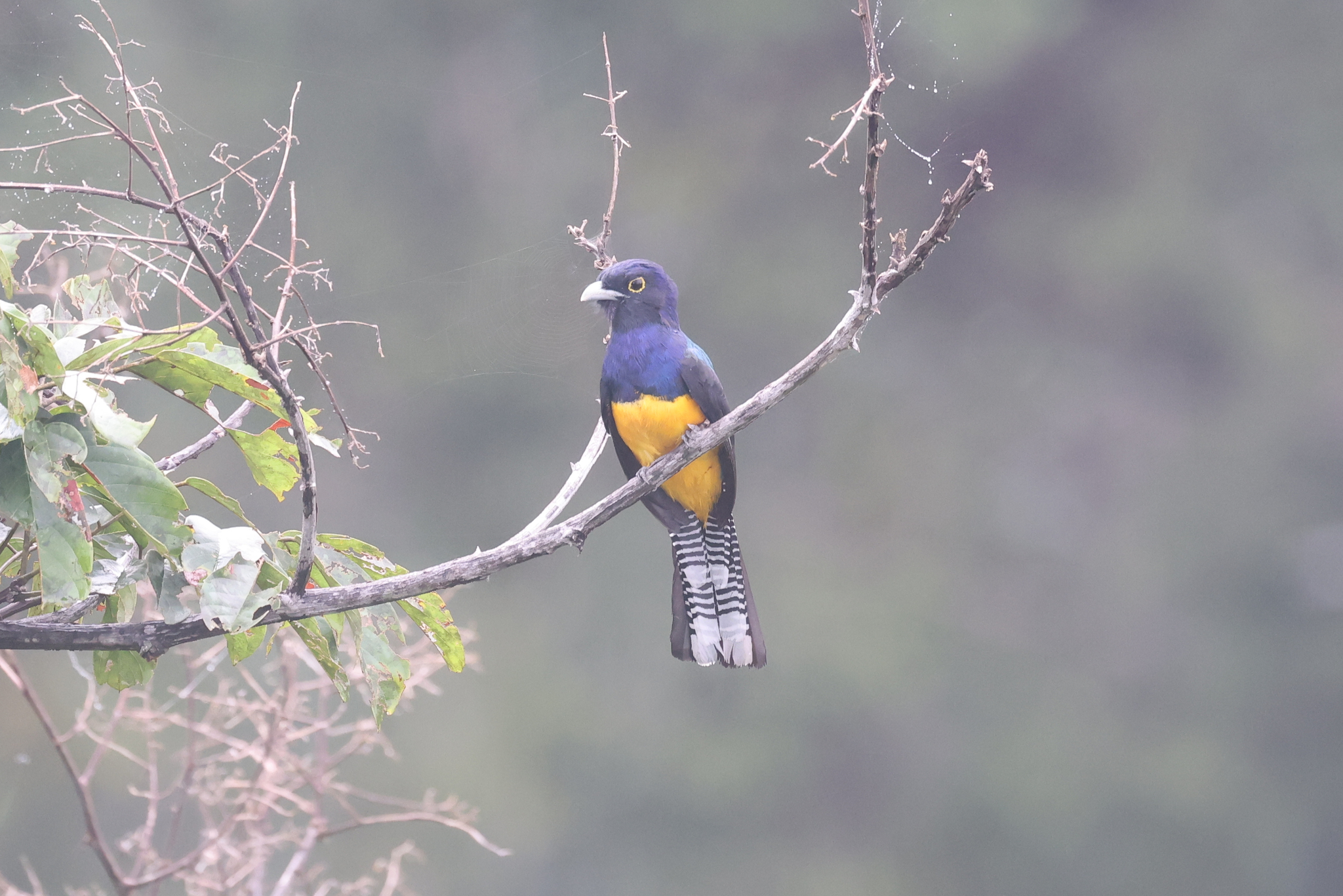 Amazonian Trogon (Trogon ramonianus), photo 1