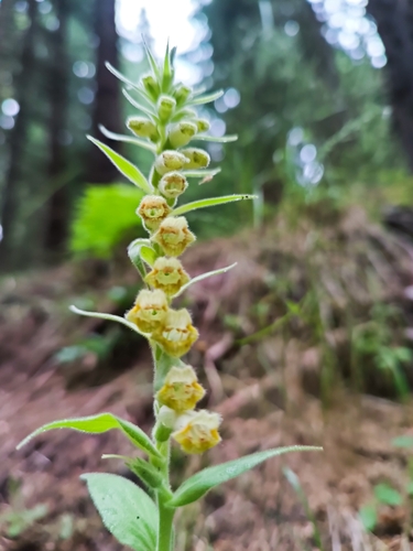 Digitalis viridiflora, photograph 4