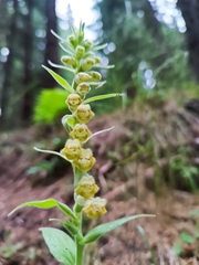 (c) Vasileia Sef, some rights reserved (CC BY) Digitalis viridiflora, photograph (c) Vasileia Sef, some rights reserved (CC BY)