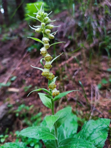 Digitalis viridiflora, photograph 5