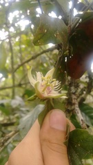 Passiflora cisnana