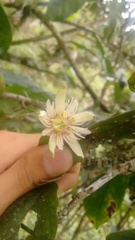 Passiflora cisnana