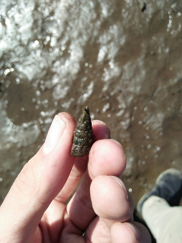 iNaturalist observation photo of California Horn Snail