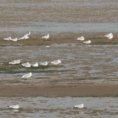 Larus canus