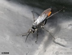 Tachypompilus analis