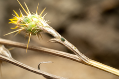 Protaphis terricola