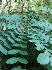 Comocladia macrophylla