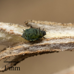 Protaphis terricola