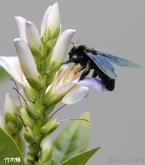 Xylocopa nasalis