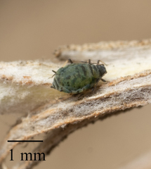 Protaphis terricola